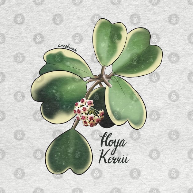 Hoya Kerrii in bloom by Wieskunde